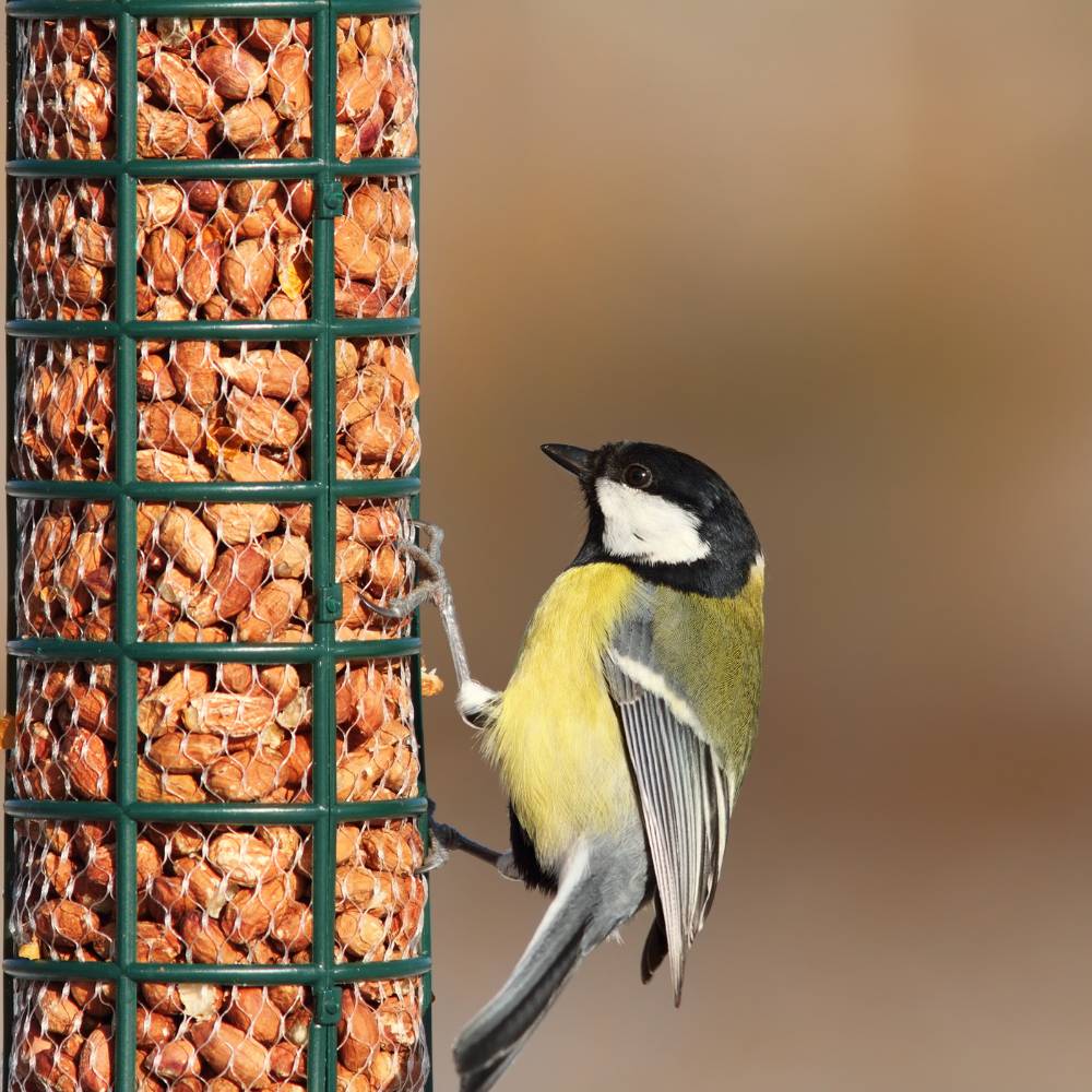 Peanuts for Birds - 1.5kg